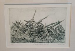 Trinchera de magueyes