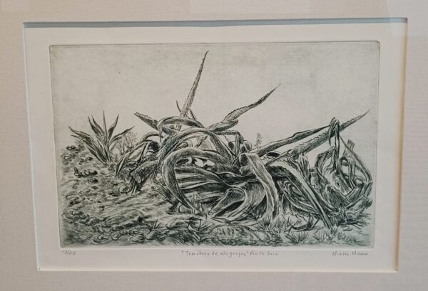 Trinchera de magueyes