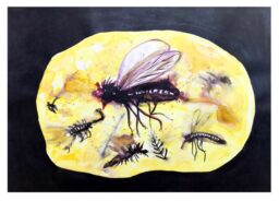 Bichos en un ámbar